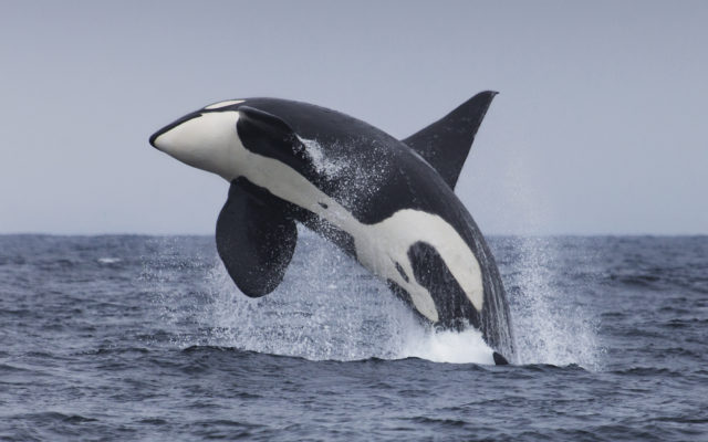 Orcas & Humpbacks Are Bouncing Back
