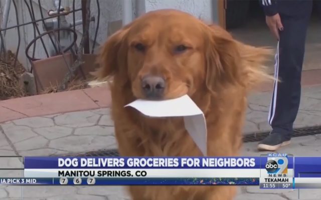 Dog Delivers Groceries to Elderly Neighbor in Need