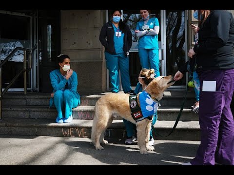 Veterinary University Trains Dogs to Sniff Out COVID-19