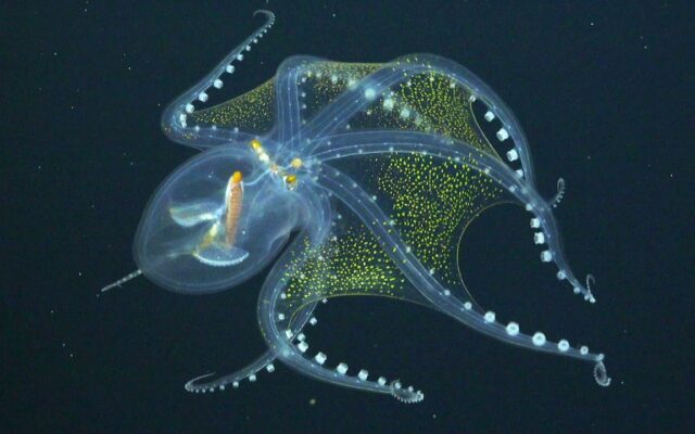 Rare Glass Octopus spotted
