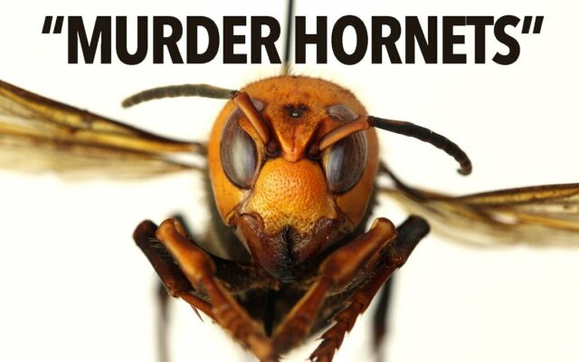 We Actually Beat The Murder Hornets?