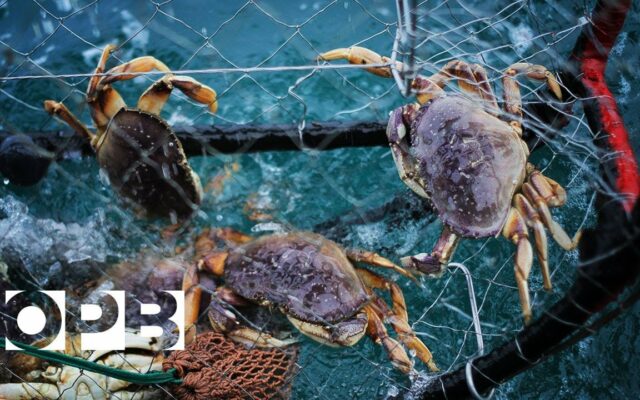 Dungeness Crab Is Having A Huge Year Already