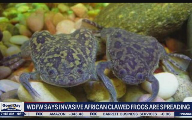 Watch Out For The African Clawed Frog