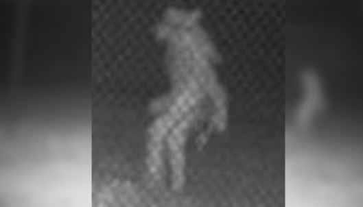 What Is That Strange image in Texas